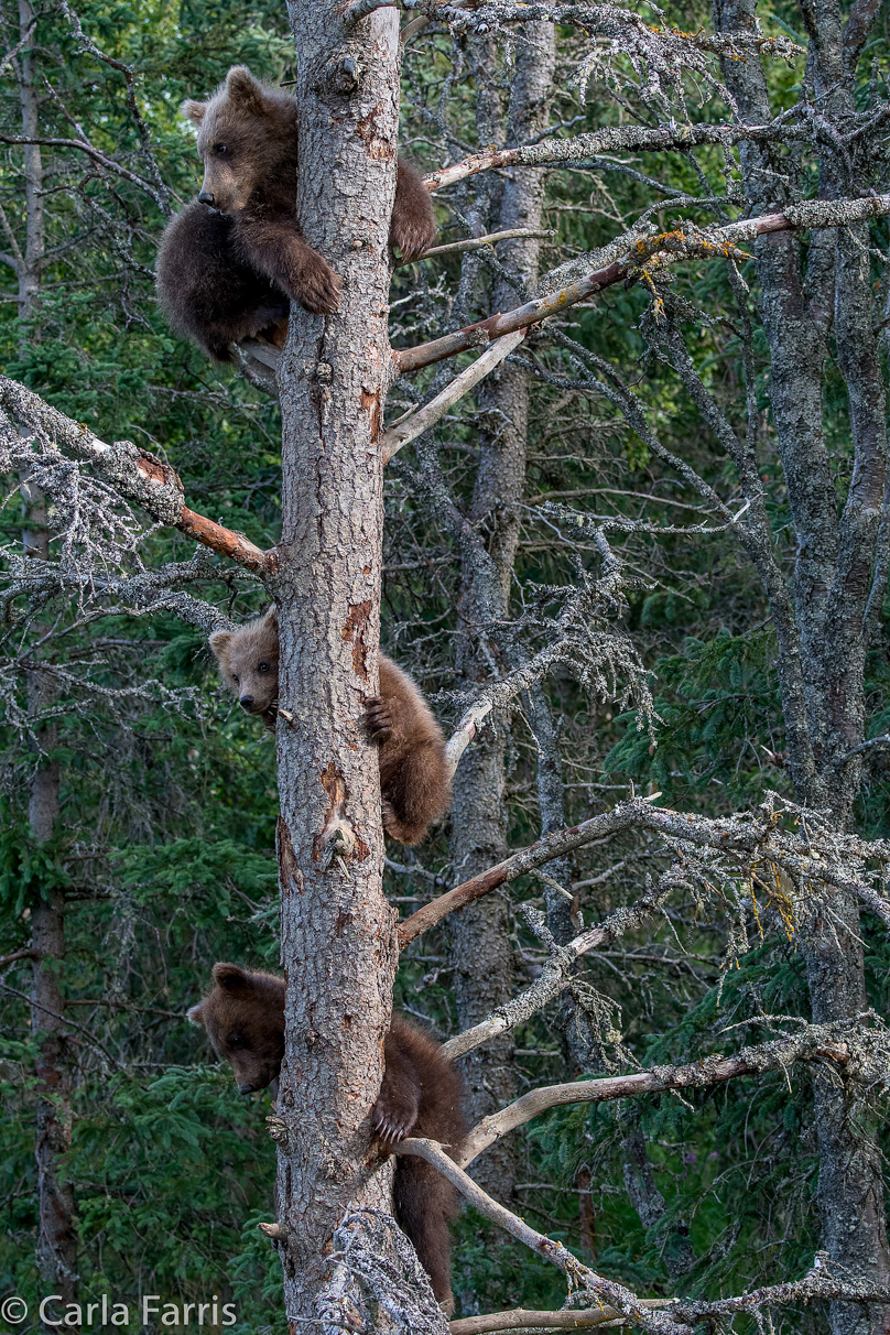 Grazer (128) cub(s)