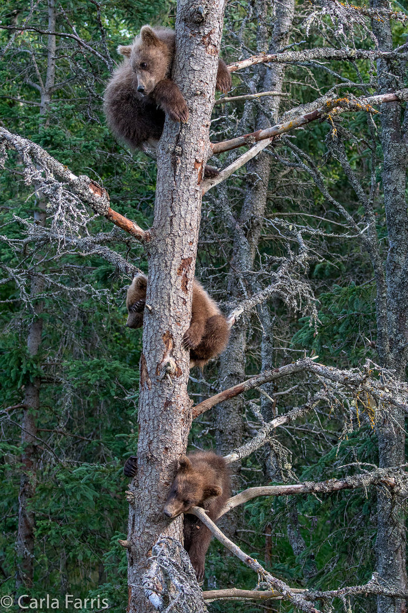 Grazer (128) cub(s)