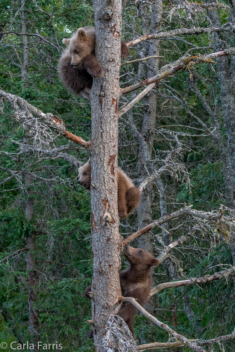 Grazer (128) cub(s)