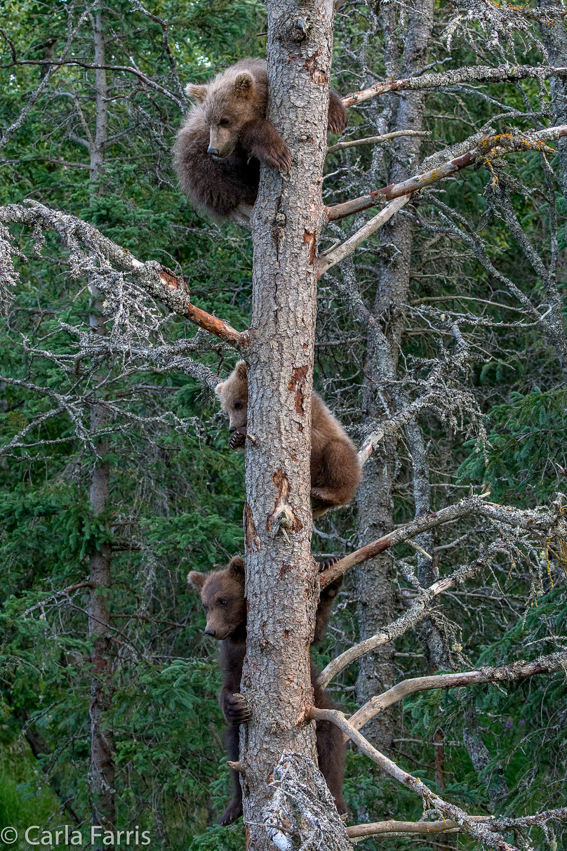 Grazer (128) cub(s)