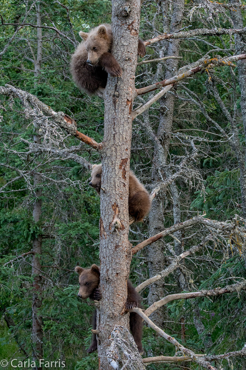 Grazer (128) cub(s)