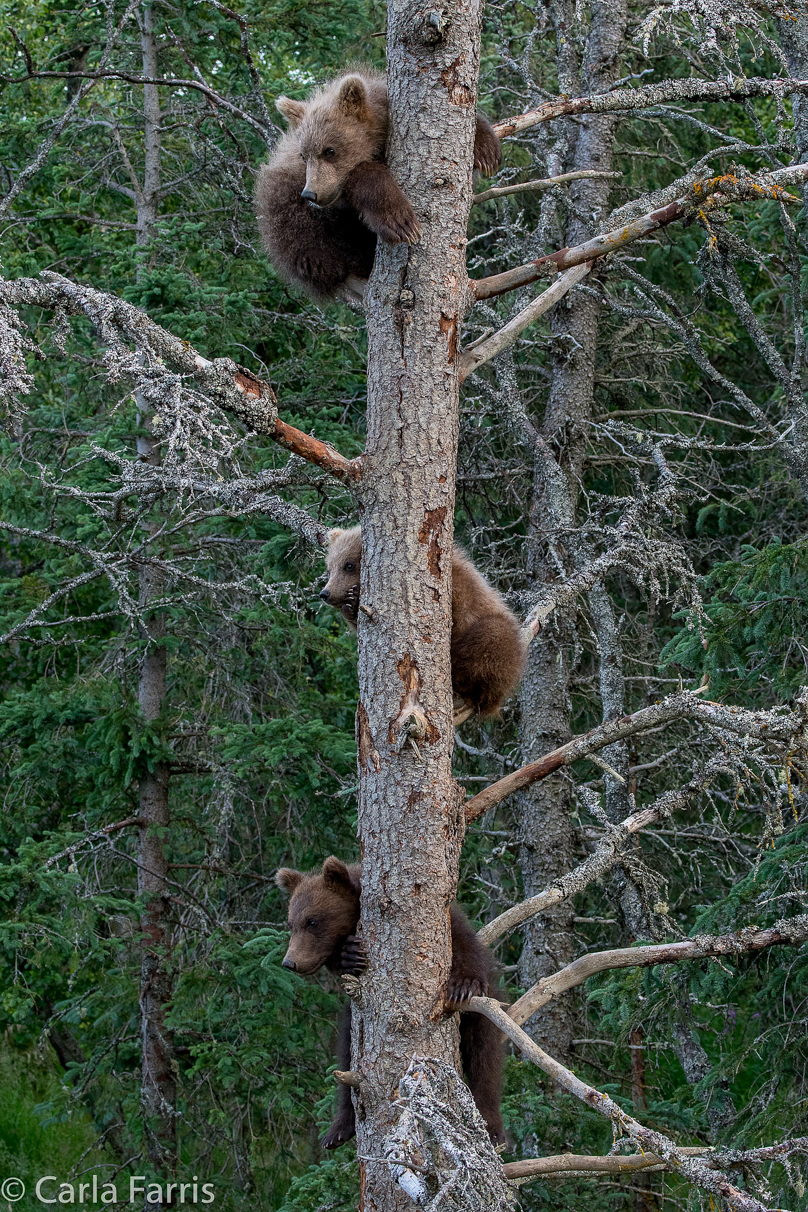 Grazer (128) cub(s)