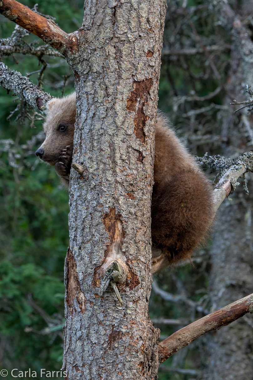 Grazer (128) cub(s)