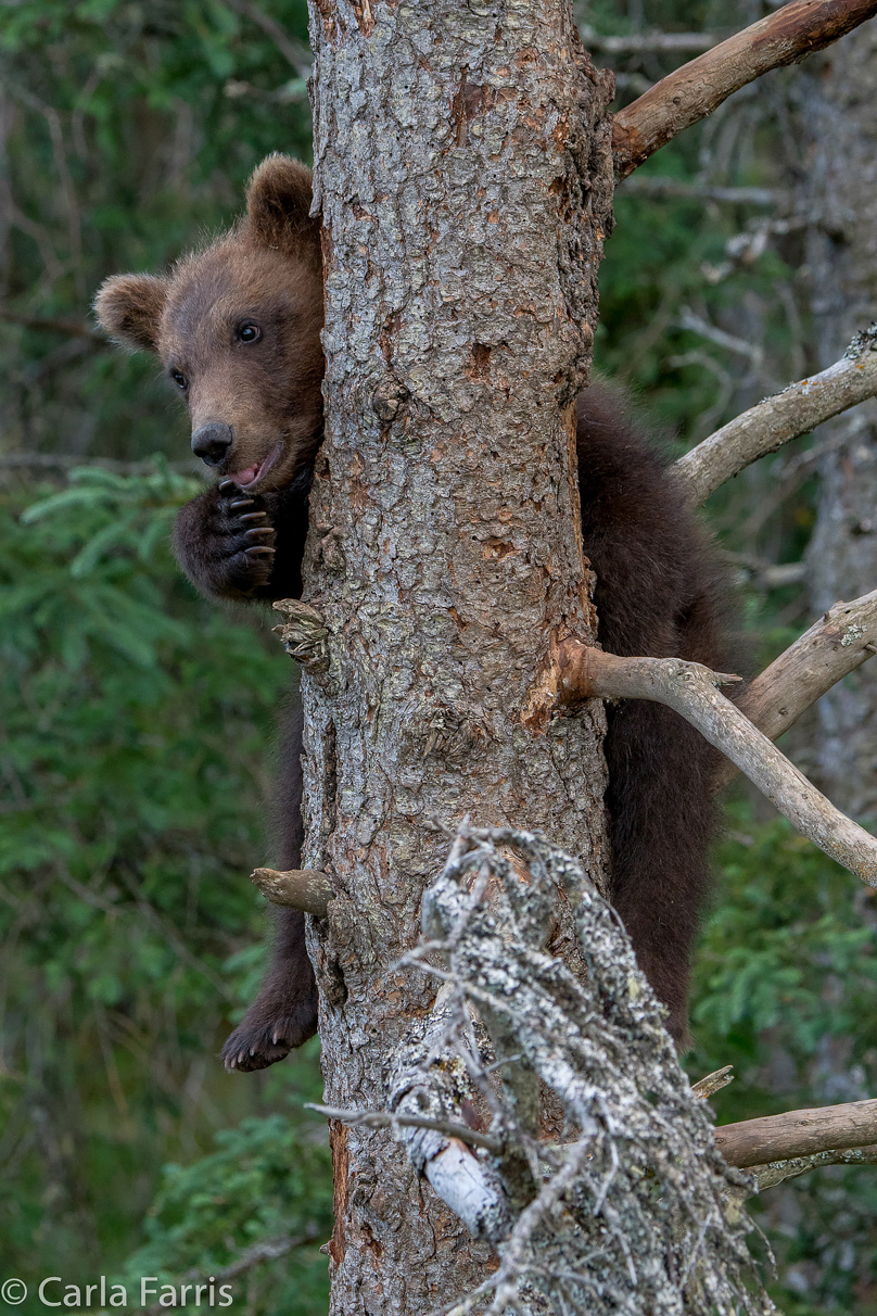 Grazer (128) cub(s)