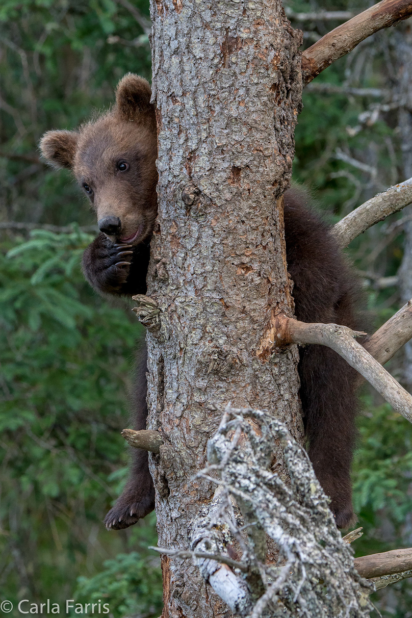 Grazer (128) cub(s)