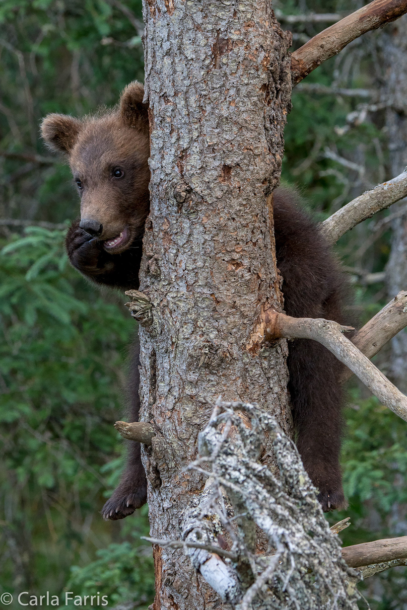 Grazer (128) cub(s)