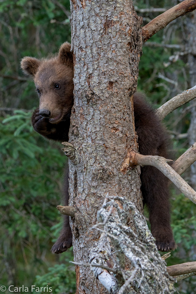 Grazer (128) cub(s)