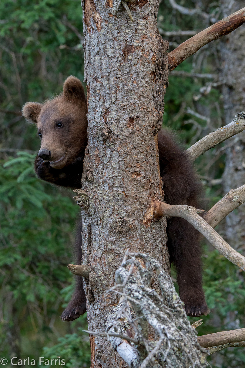 Grazer (128) cub(s)