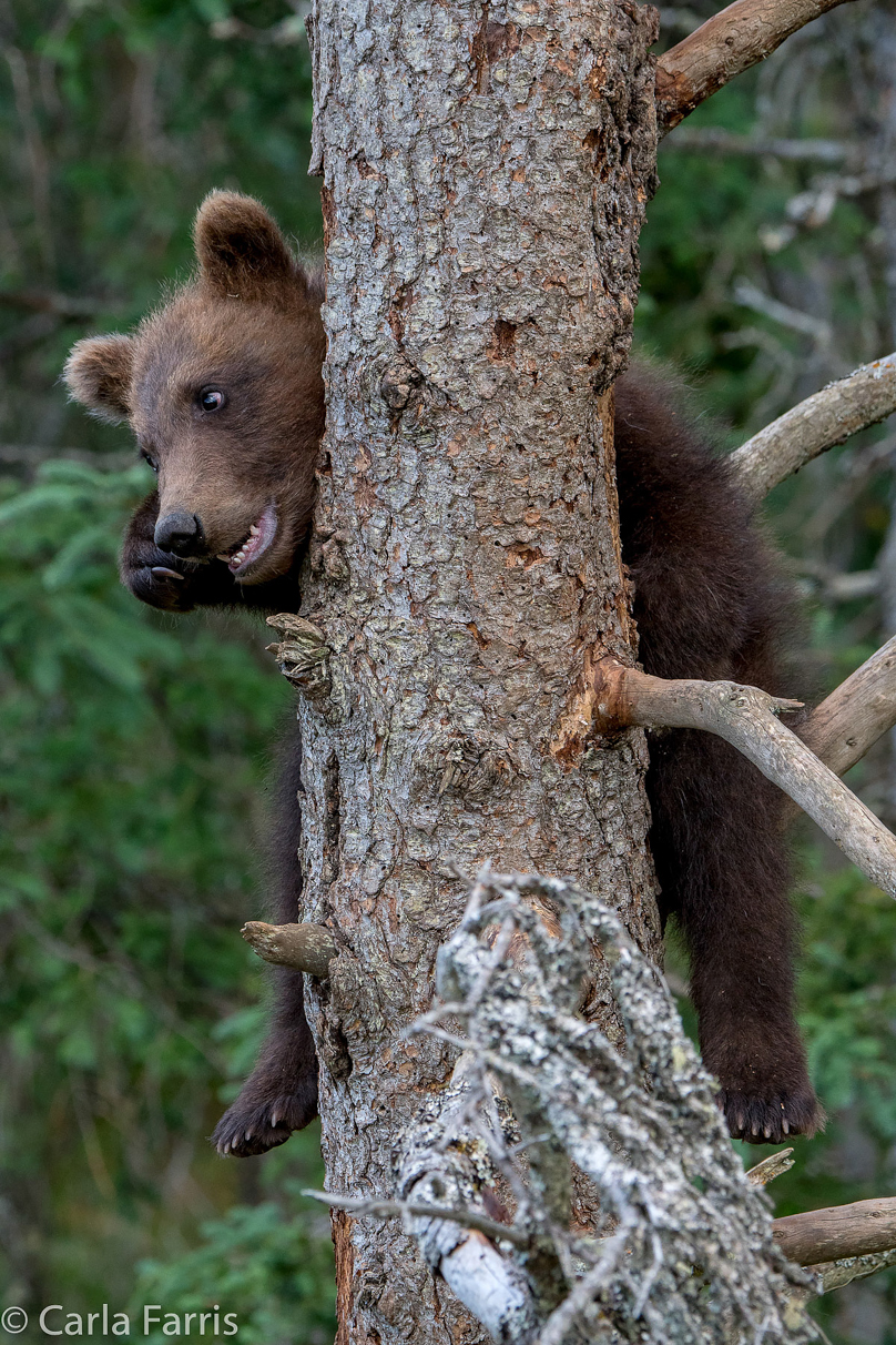 Grazer (128) cub(s)