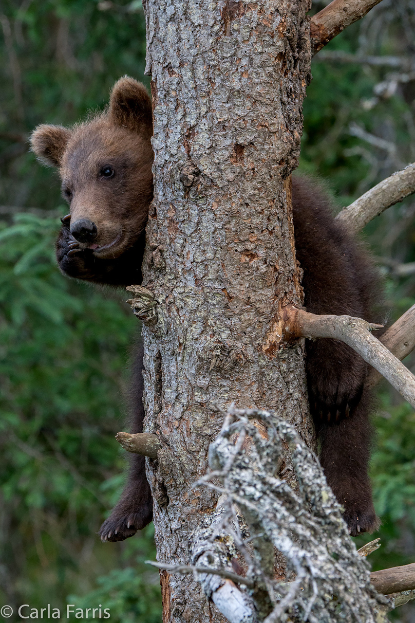 Grazer (128) cub(s)