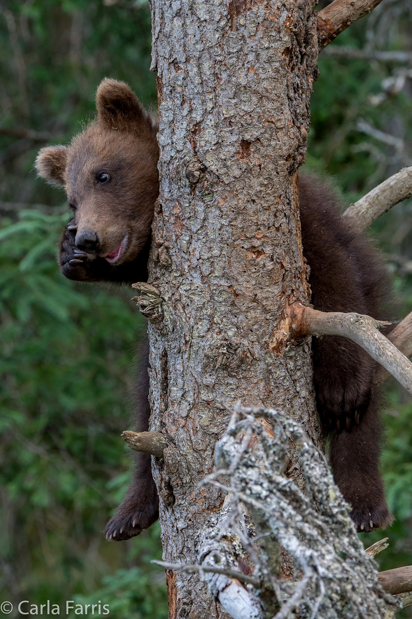 Grazer (128) cub(s)