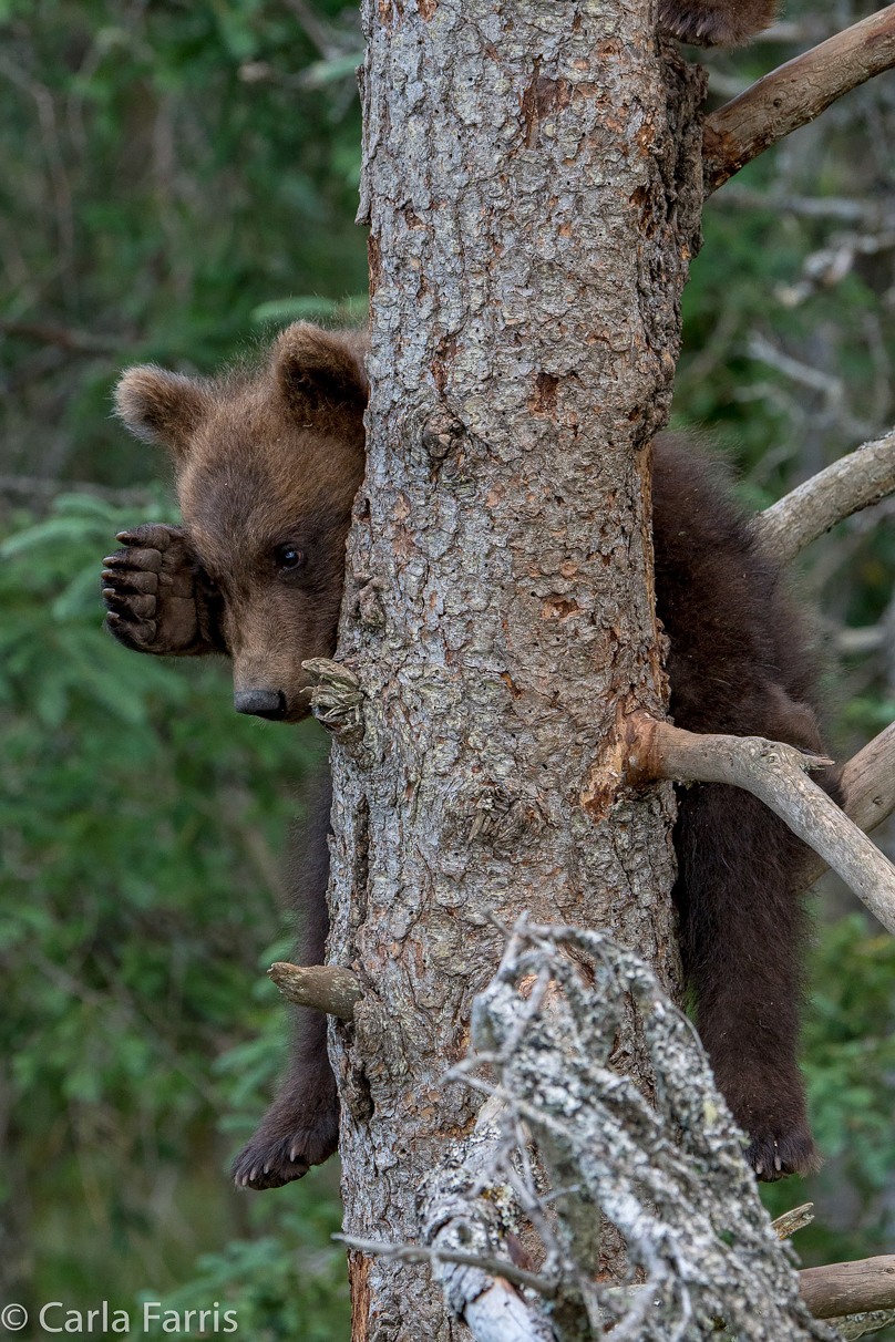 Grazer (128) cub(s)