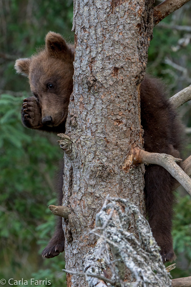 Grazer (128) cub(s)