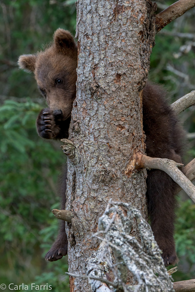 Grazer (128) cub(s)