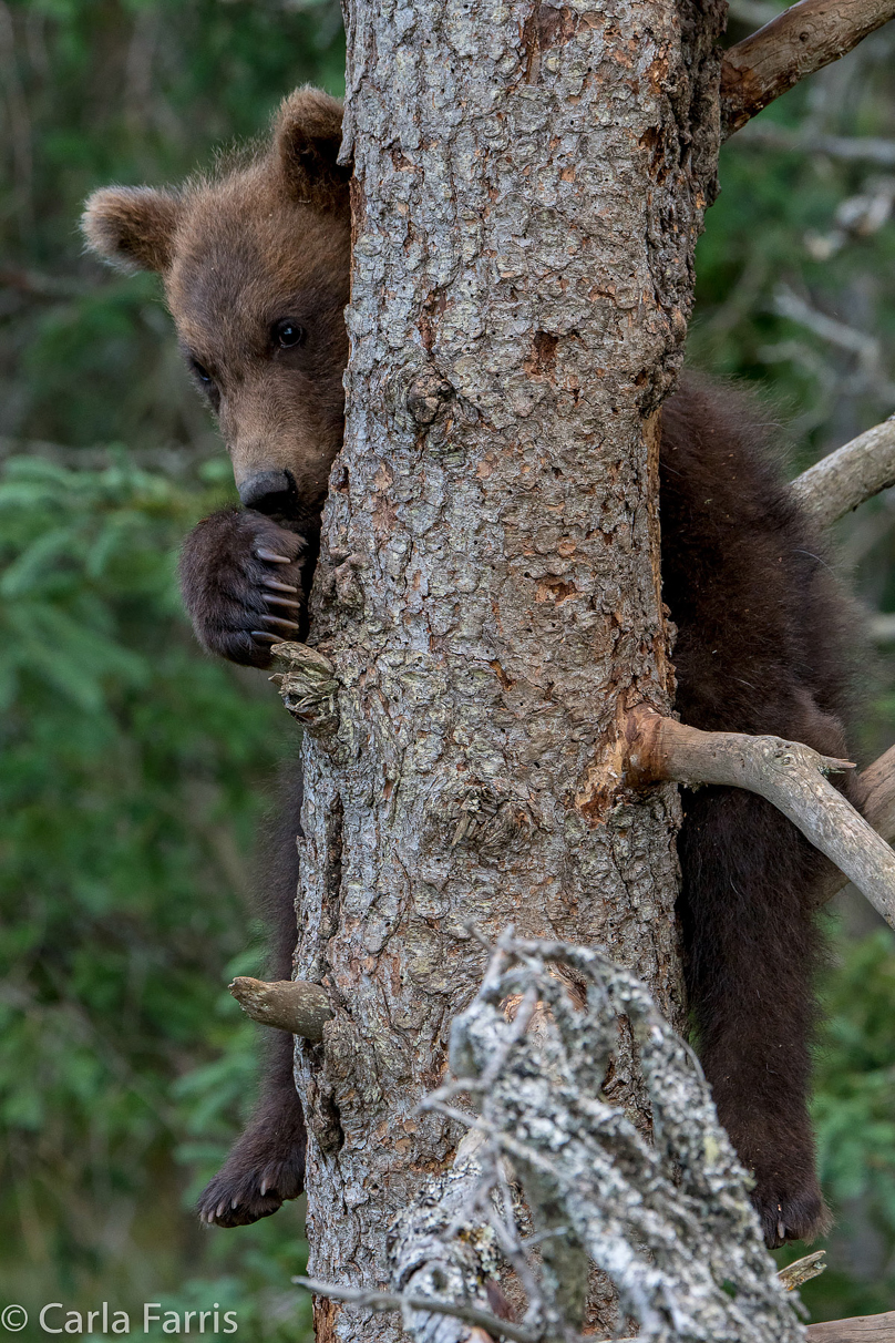 Grazer (128) cub(s)