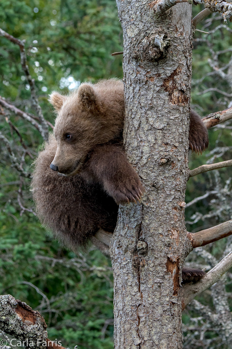 Grazer (128) cub(s)