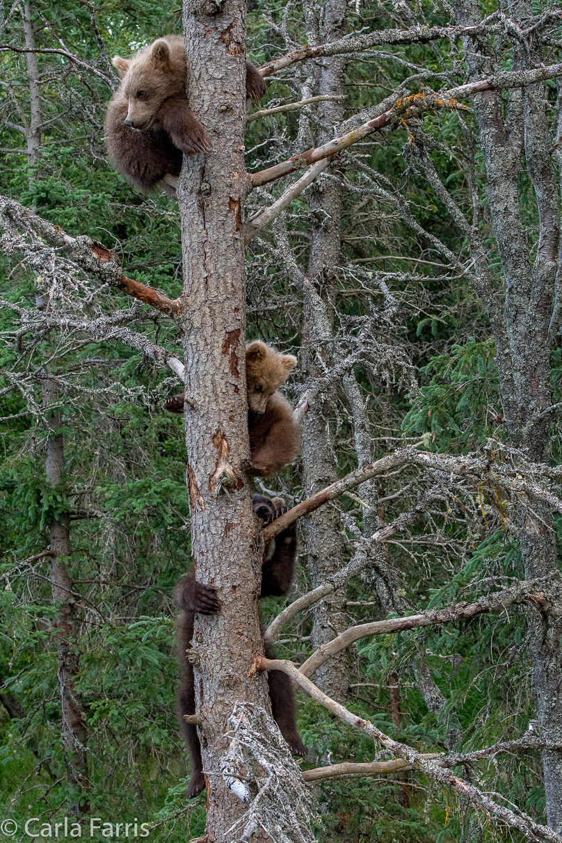 Grazer (128) cub(s)