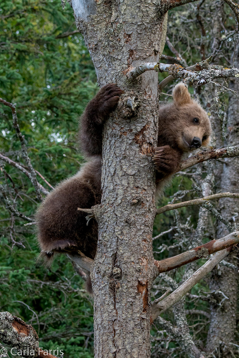 Grazer (128) cub(s)