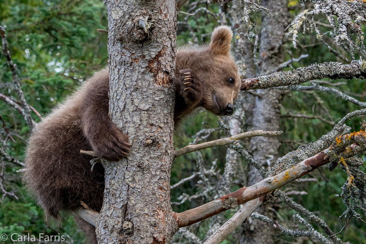 Grazer (128) cub(s)