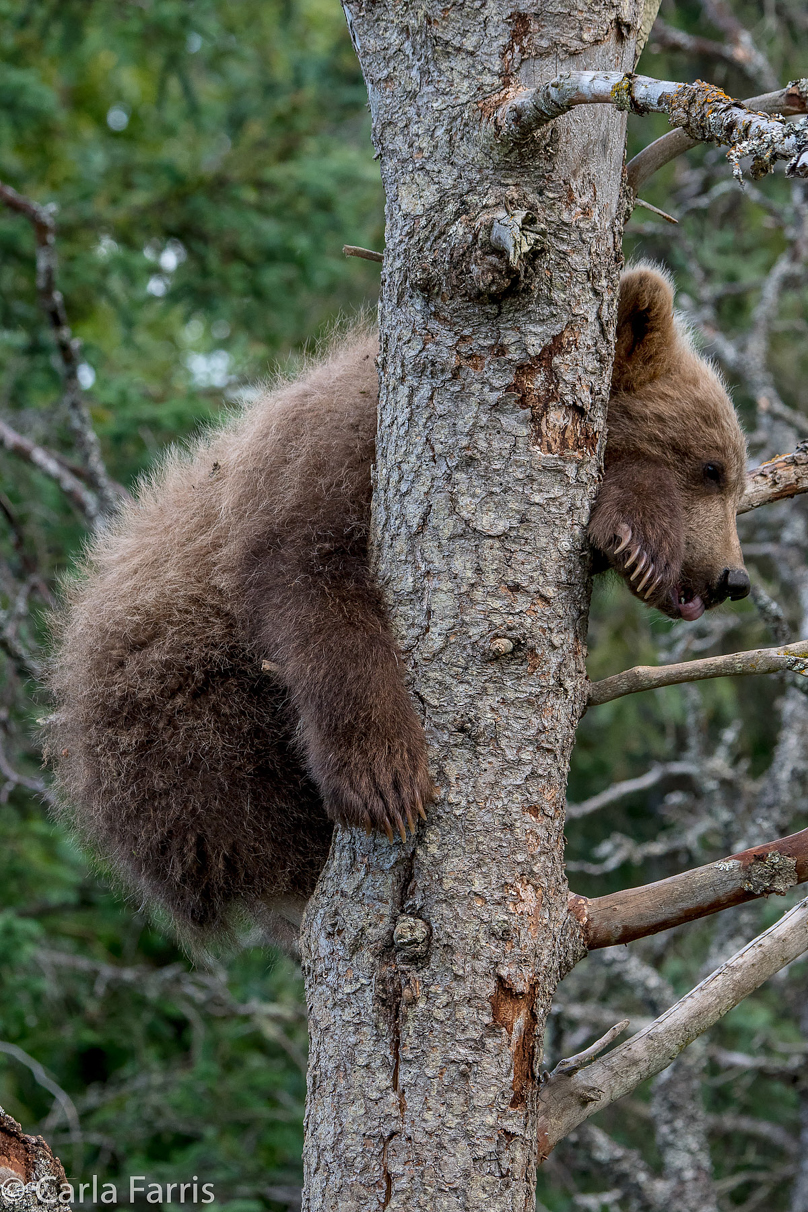 Grazer (128) cub(s)