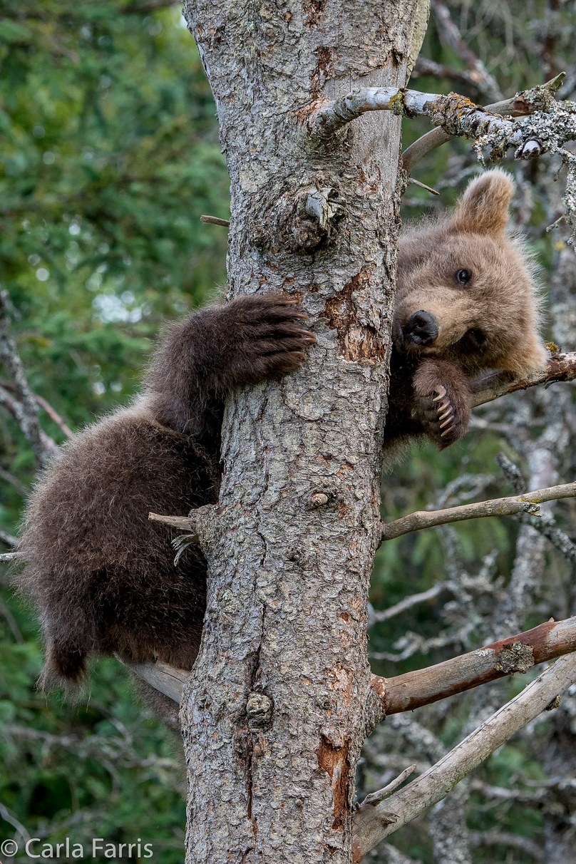 Grazer (128) cub(s)