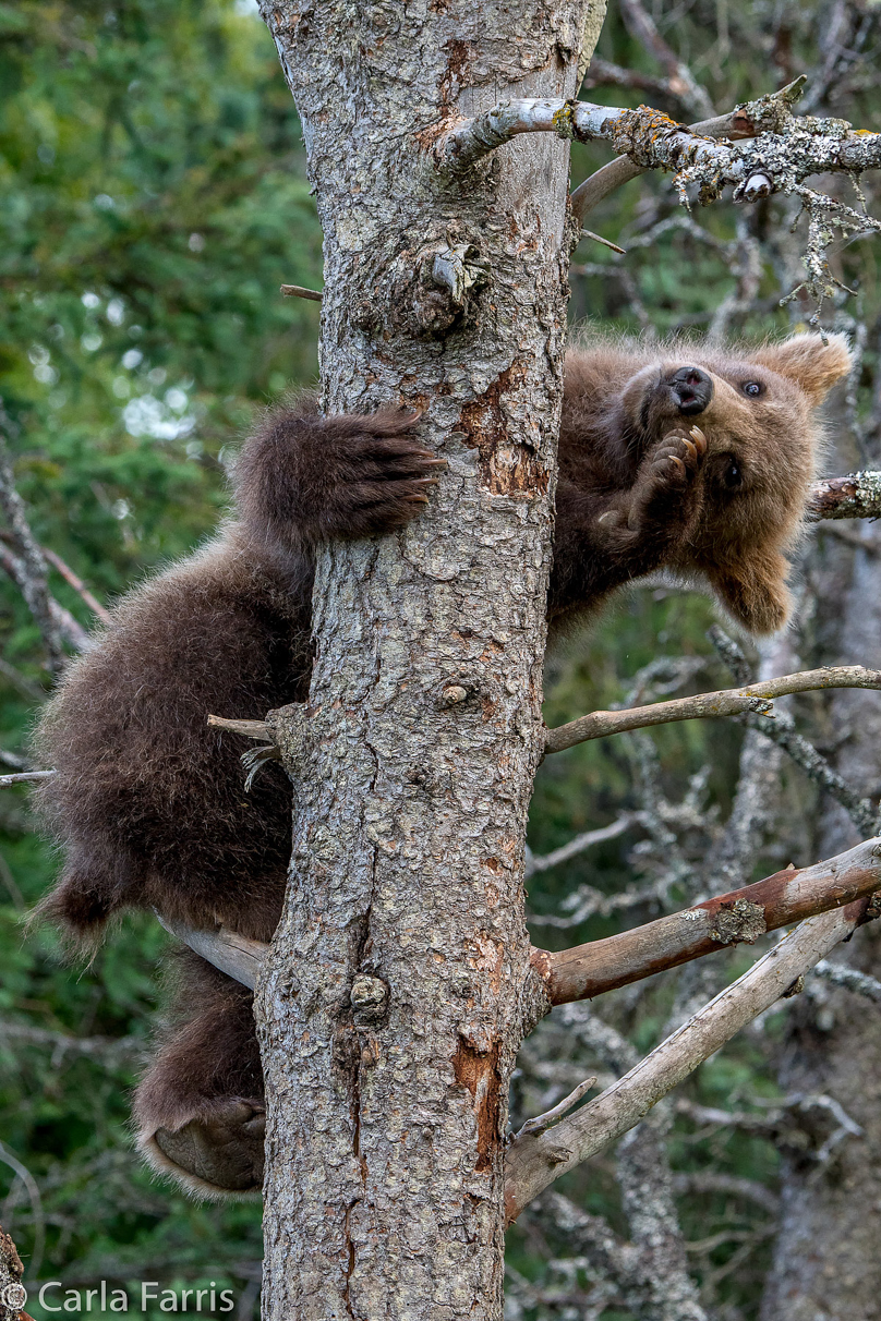 Grazer (128) cub(s)