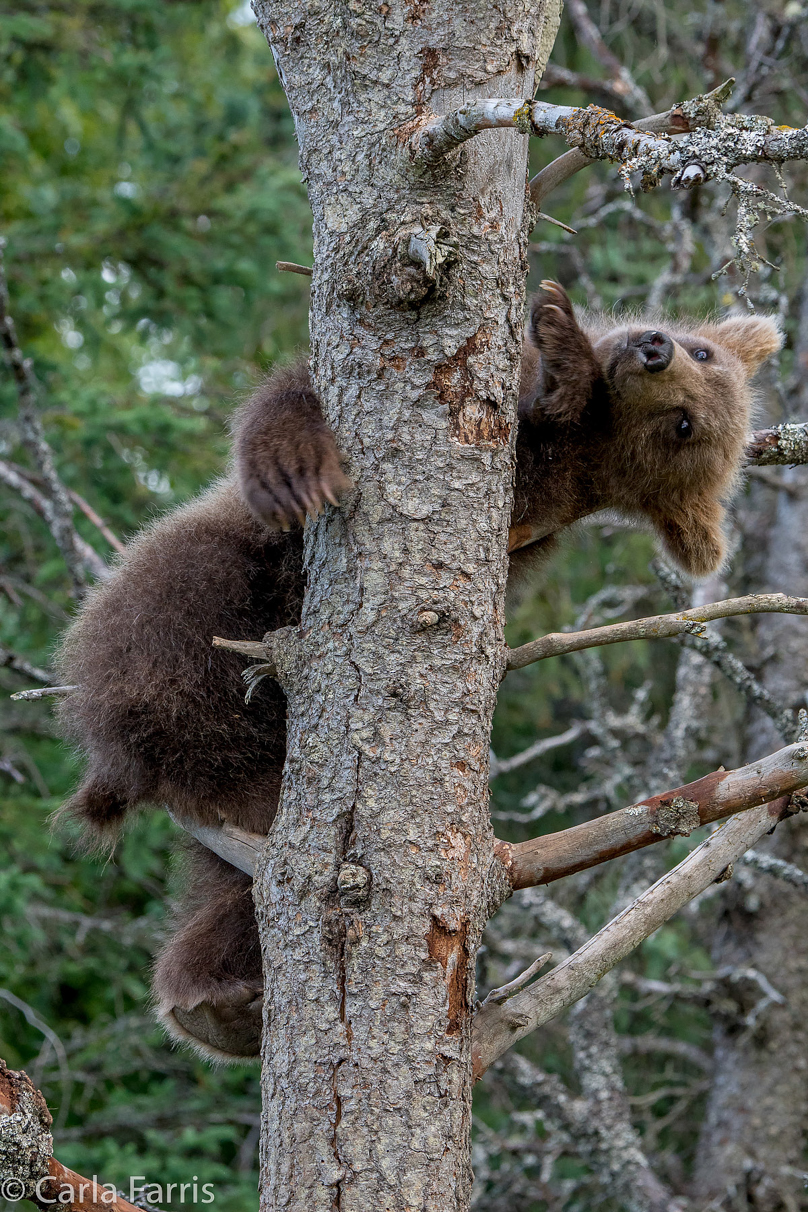 Grazer (128) cub(s)