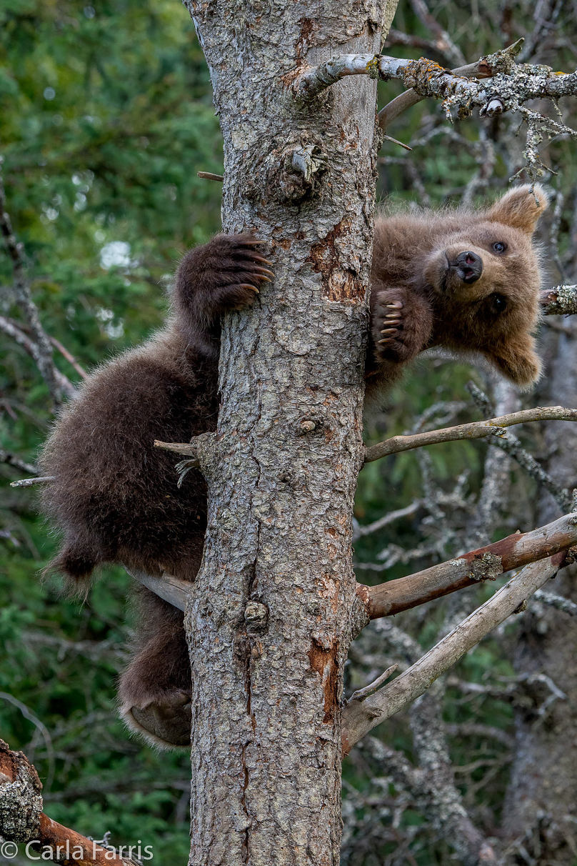 Grazer (128) cub(s)