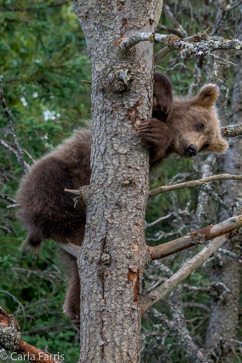 Grazer (128) cub(s)