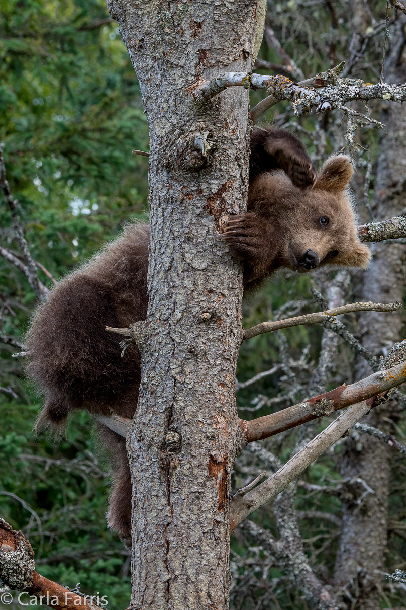 Grazer (128) cub(s)