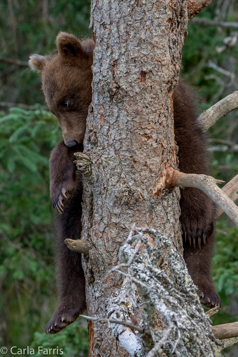 Grazer (128) cub(s)