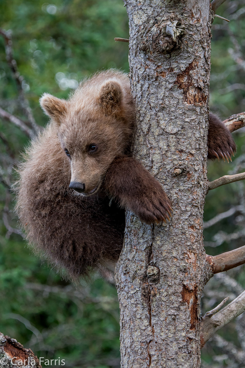 Grazer (128) cub(s)