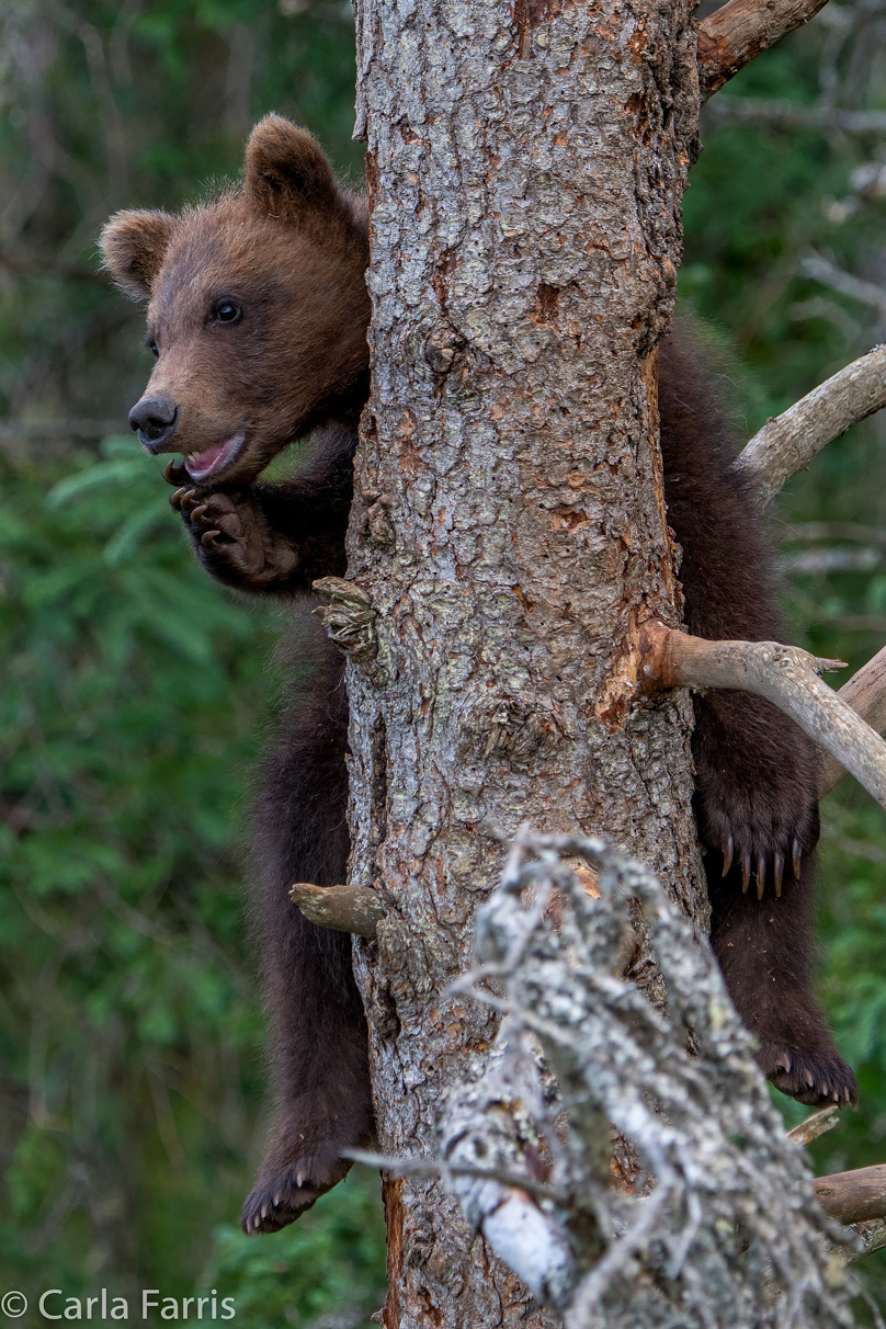 Grazer (128) cub(s)