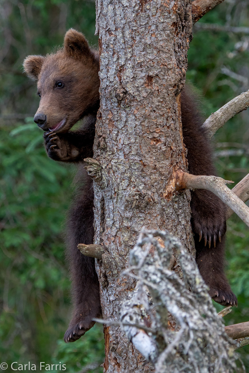 Grazer (128) cub(s)