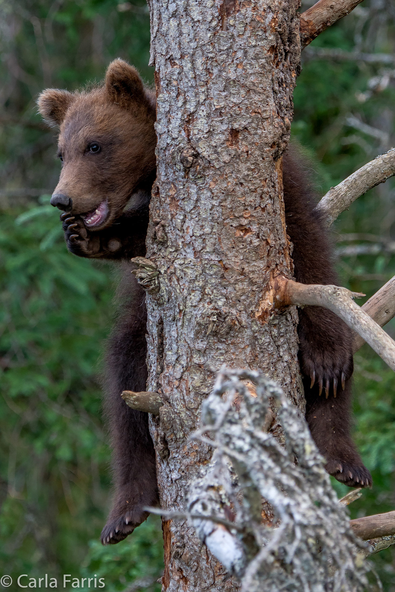 Grazer (128) cub(s)