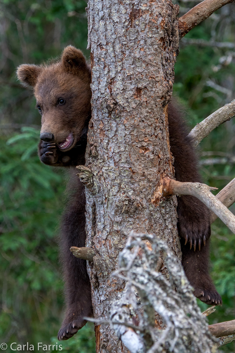 Grazer (128) cub(s)