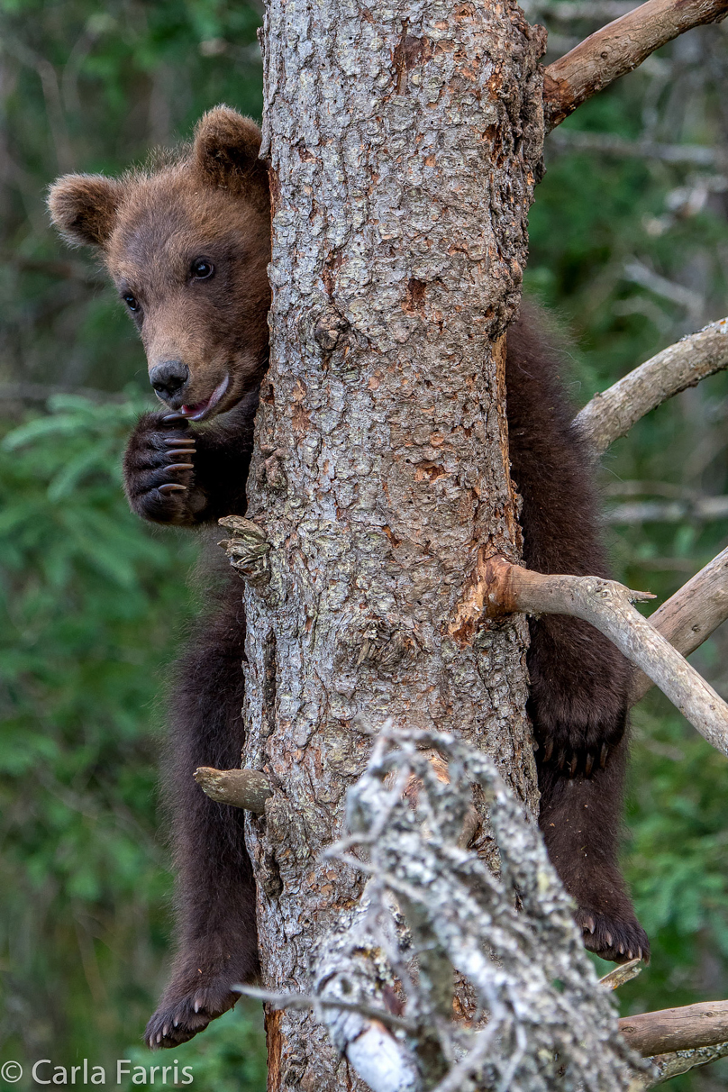 Grazer (128) cub(s)