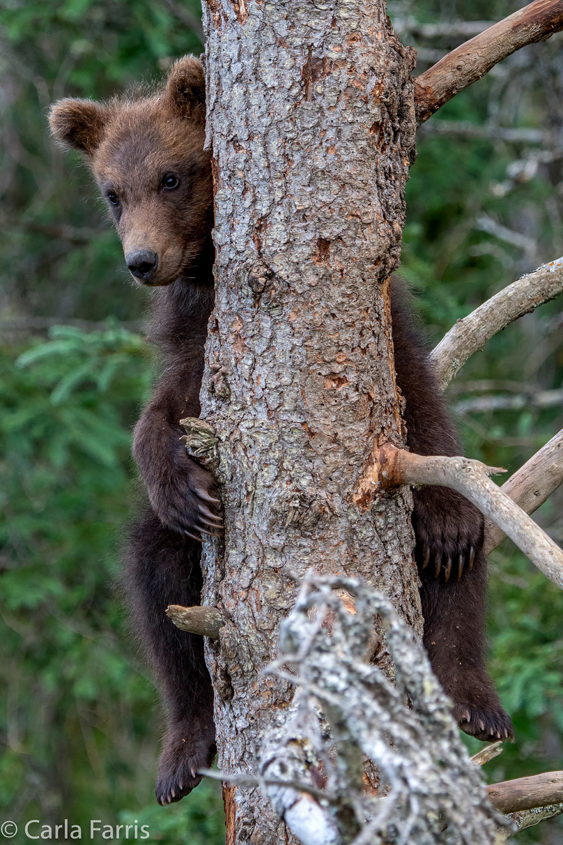 Grazer (128) cub(s)