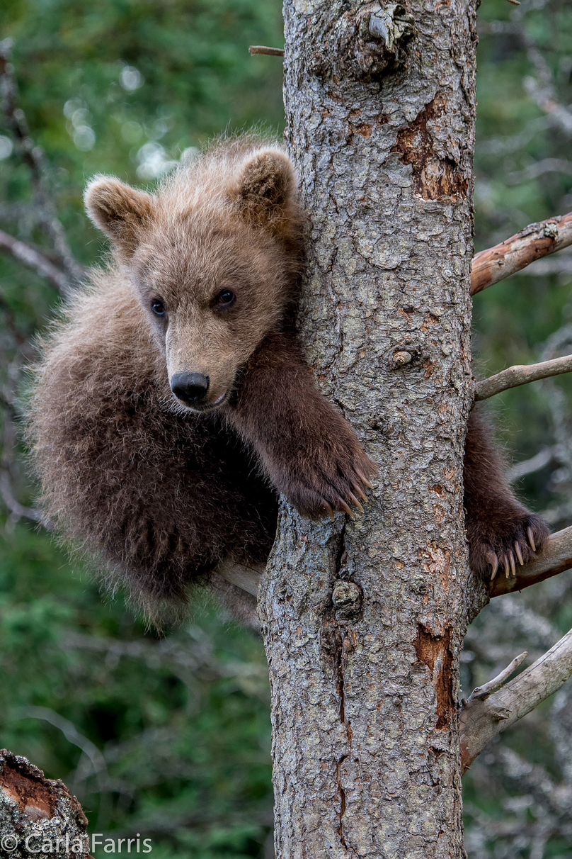 Grazer (128) cub(s)