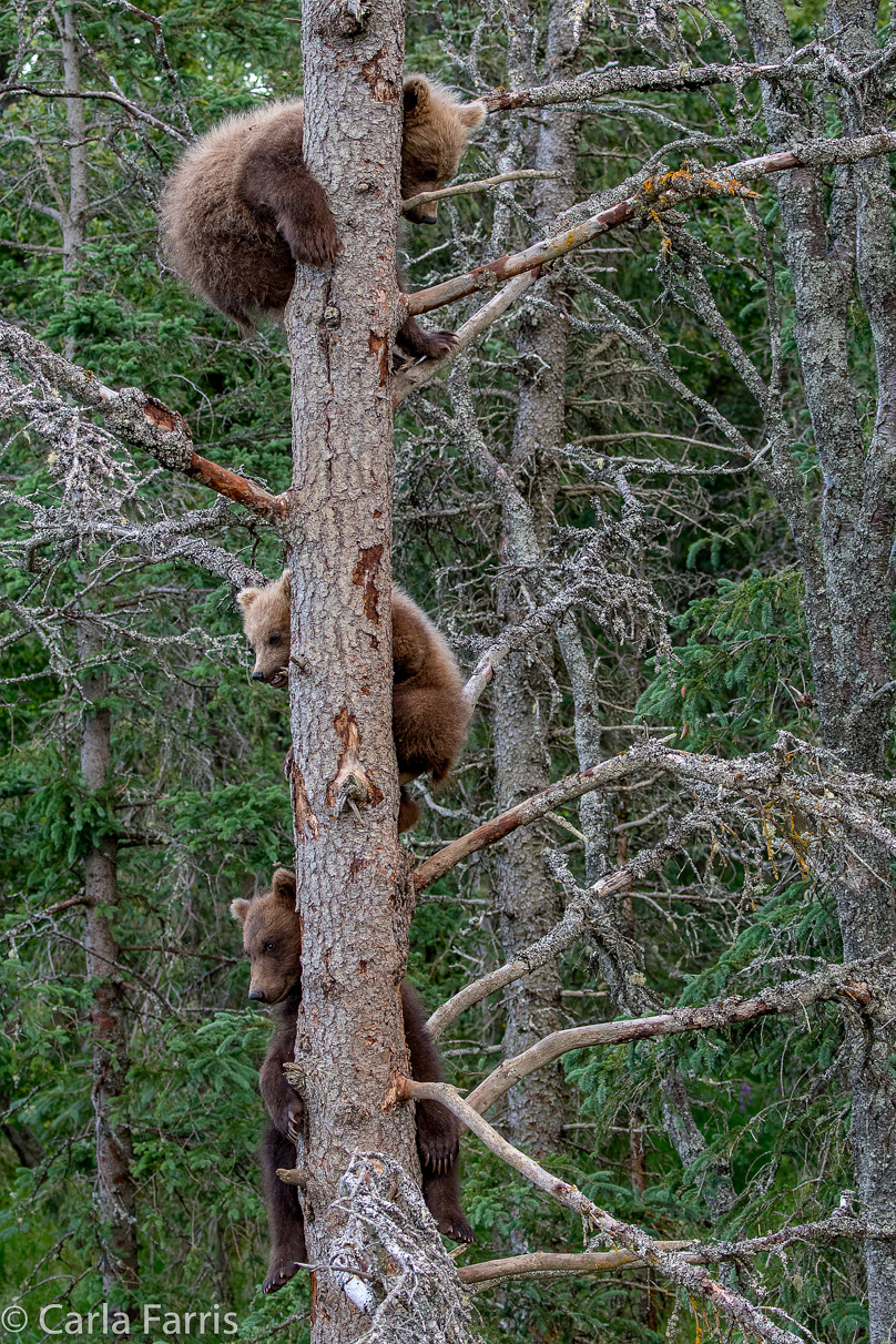 Grazer (128) cub(s)