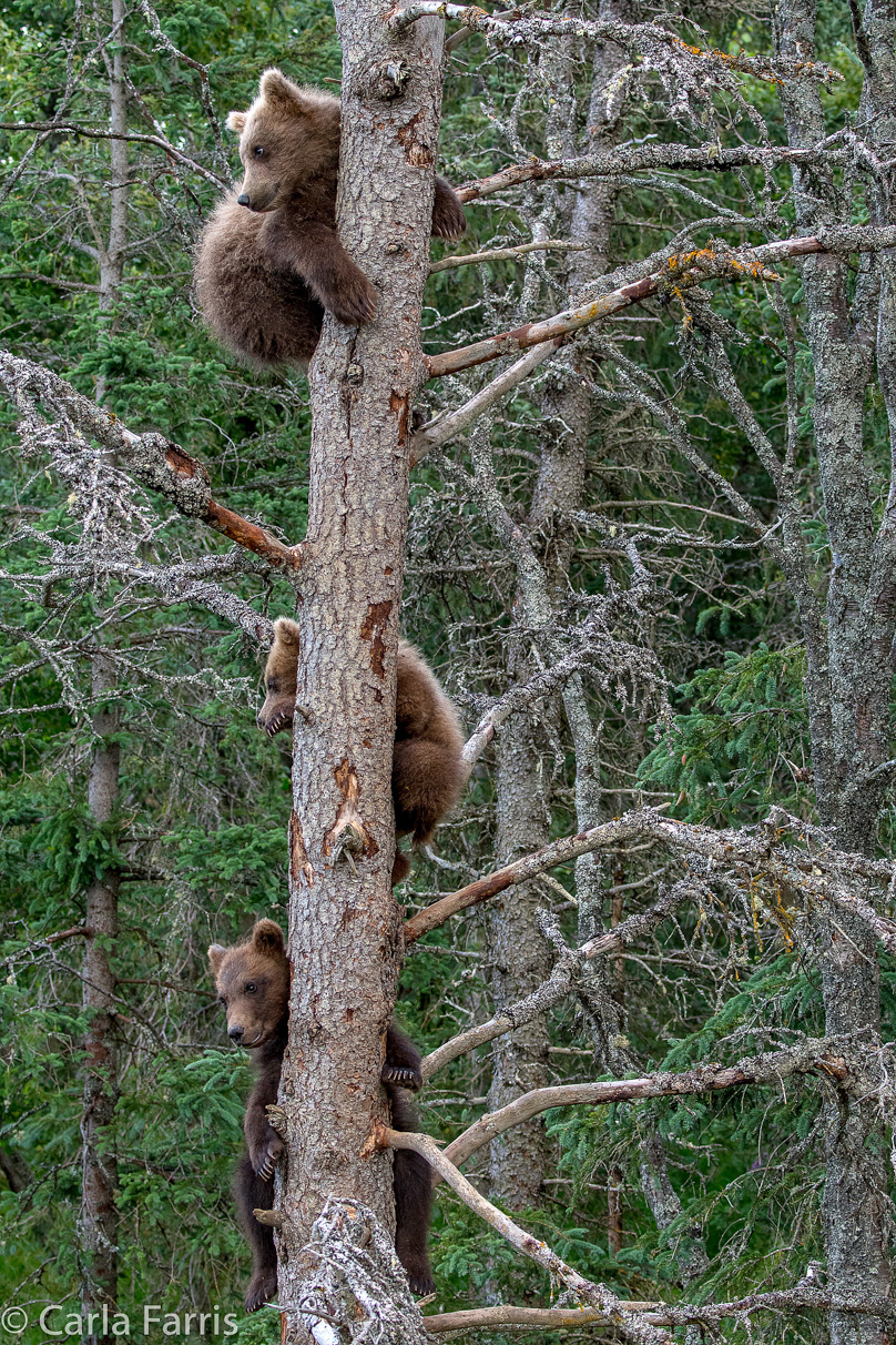 Grazer (128) cub(s)