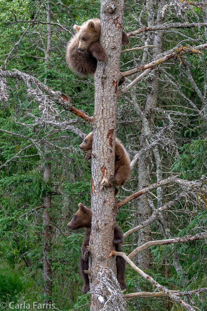 Grazer (128) cub(s)