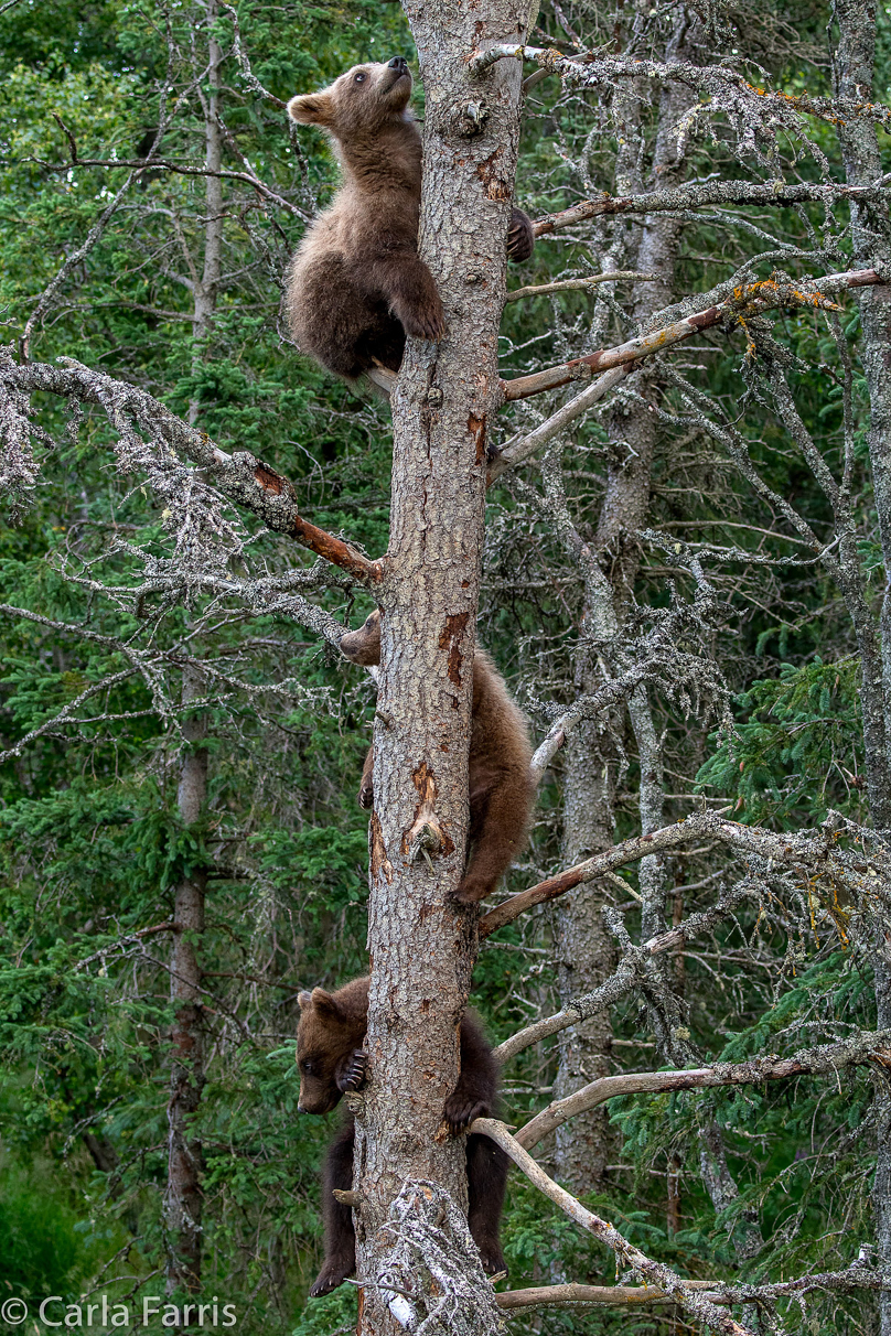 Grazer (128) cub(s)