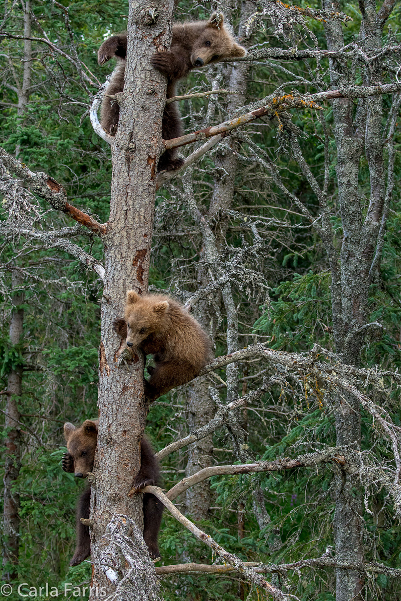 Grazer (128) cub(s)