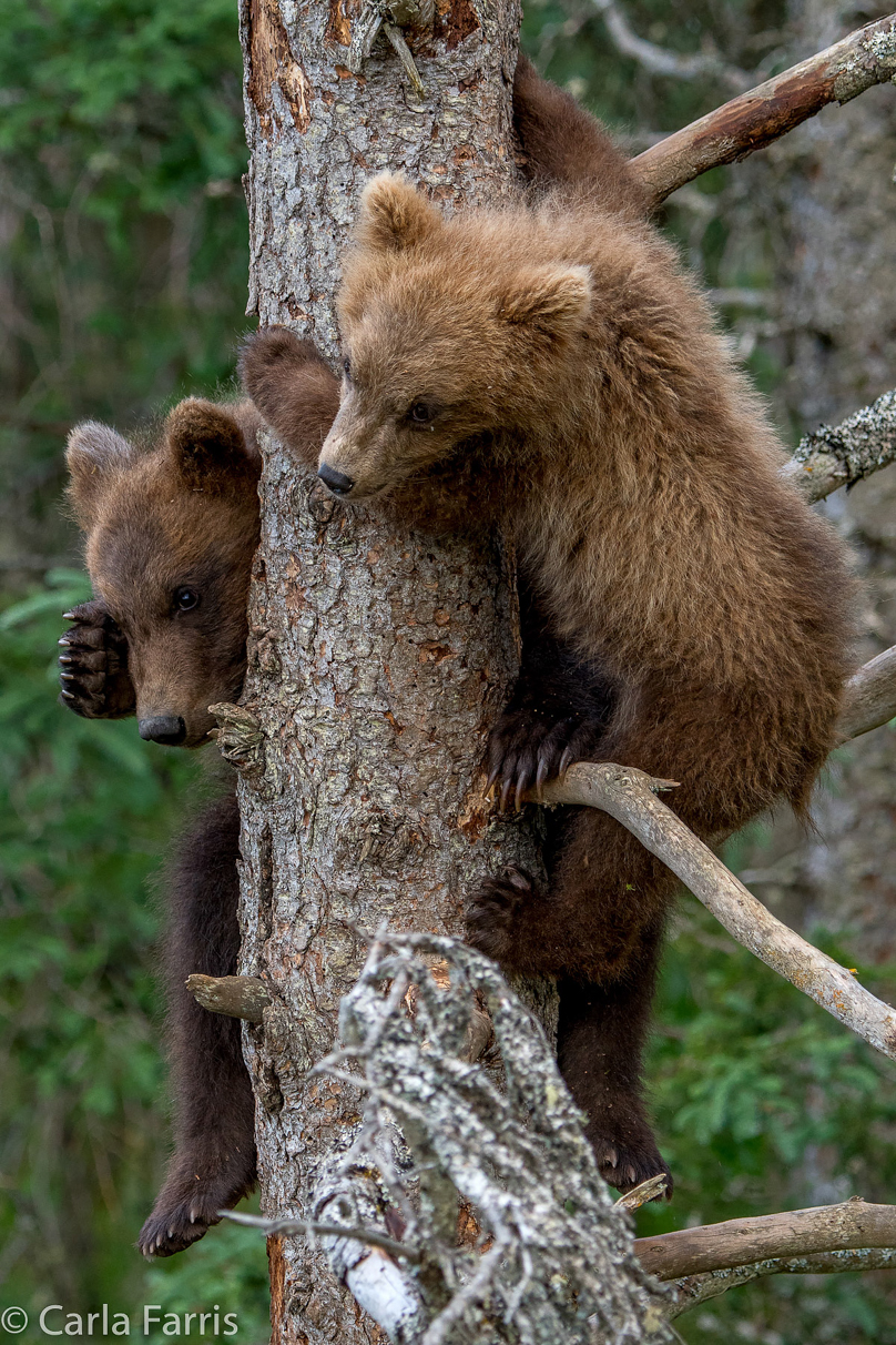 Grazer (128) cub(s)