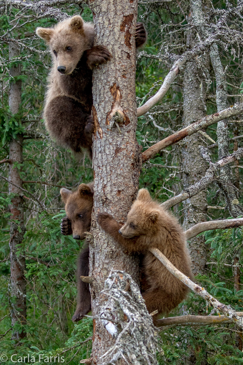 Grazer (128) cub(s)