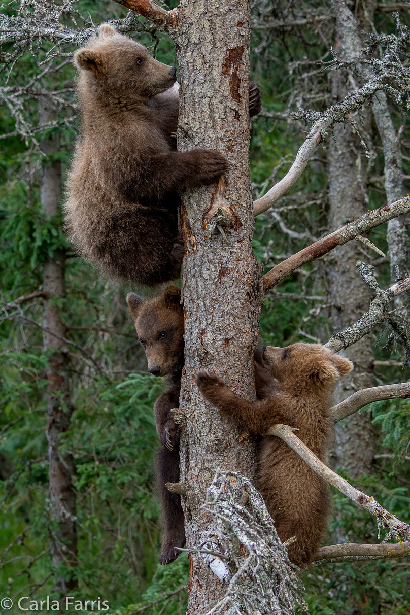 Grazer (128) cub(s)