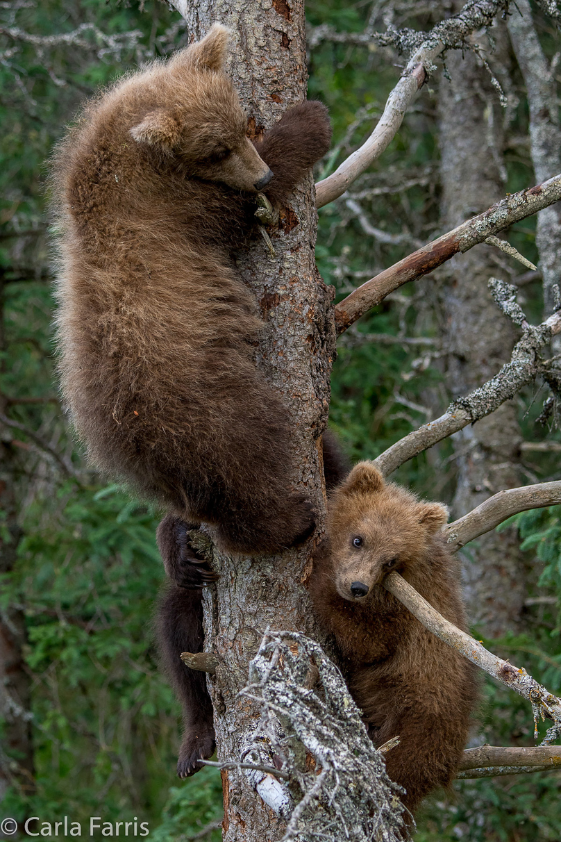 Grazer (128) cub(s)