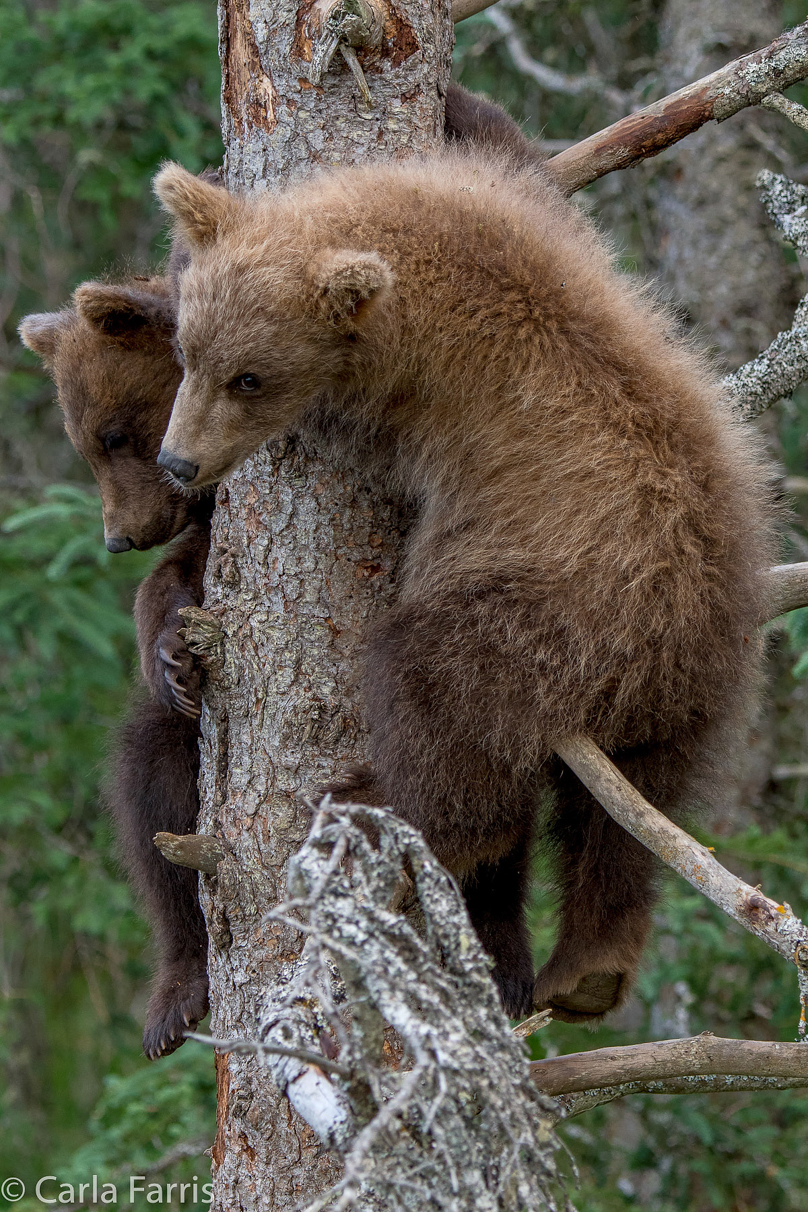 Grazer (128) cub(s)