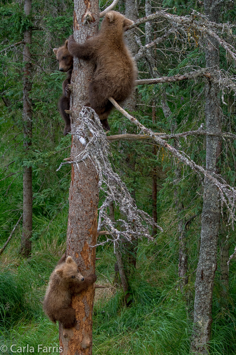 Grazer (128) cub(s)